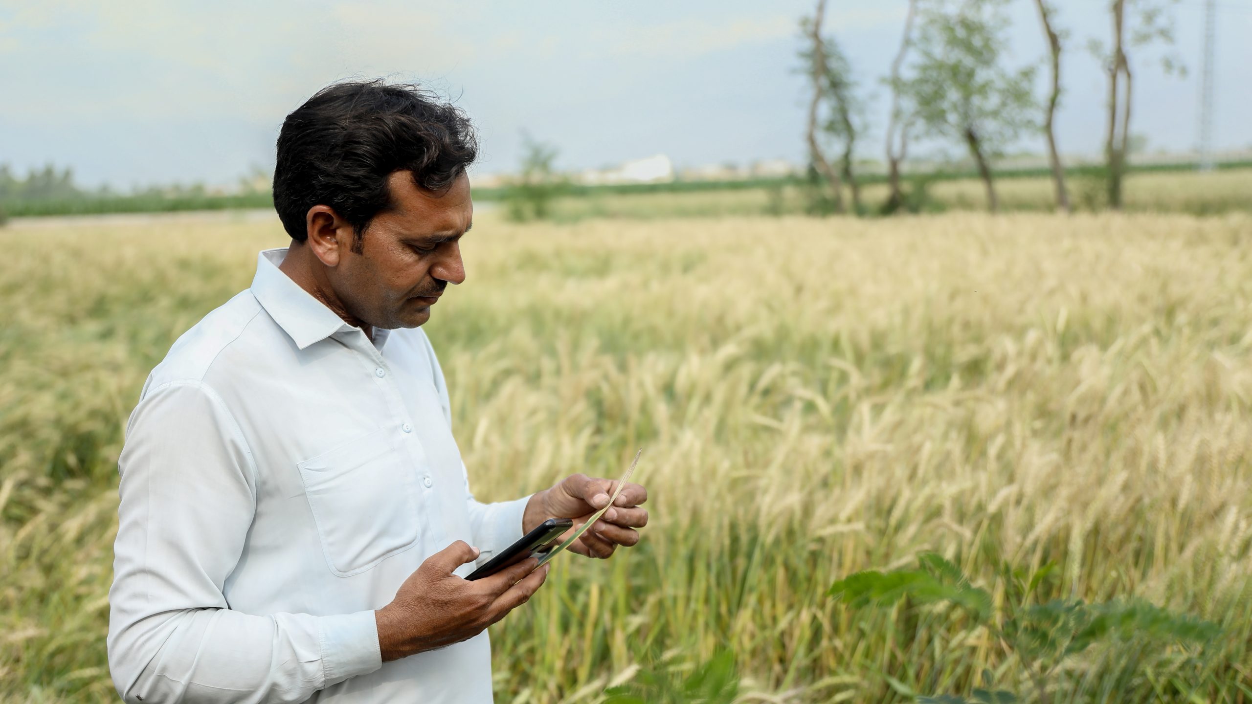 Man examining a leaf on the farm while holding a phone