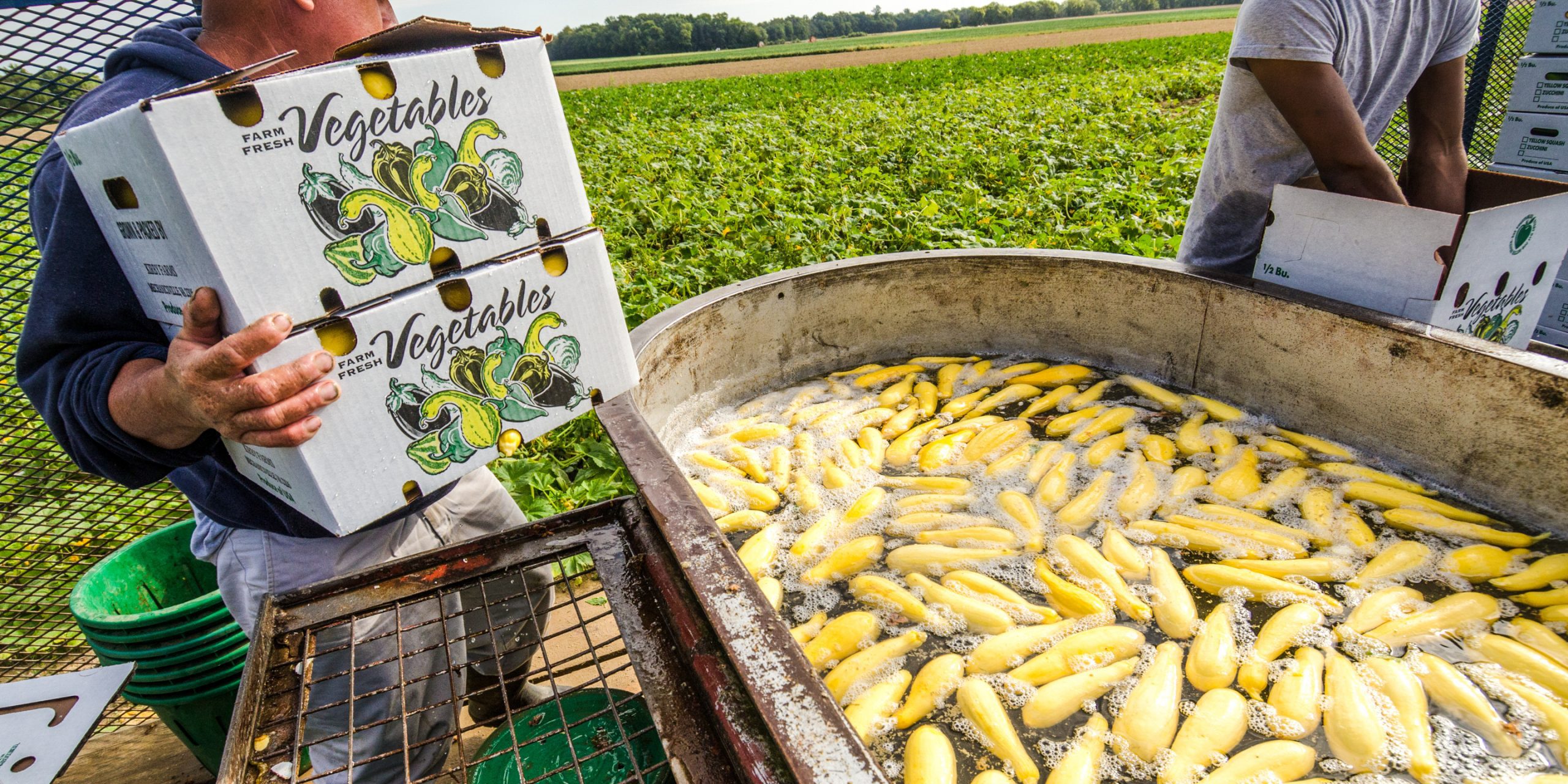 Migrant workers rinse and pack freshly picked squash