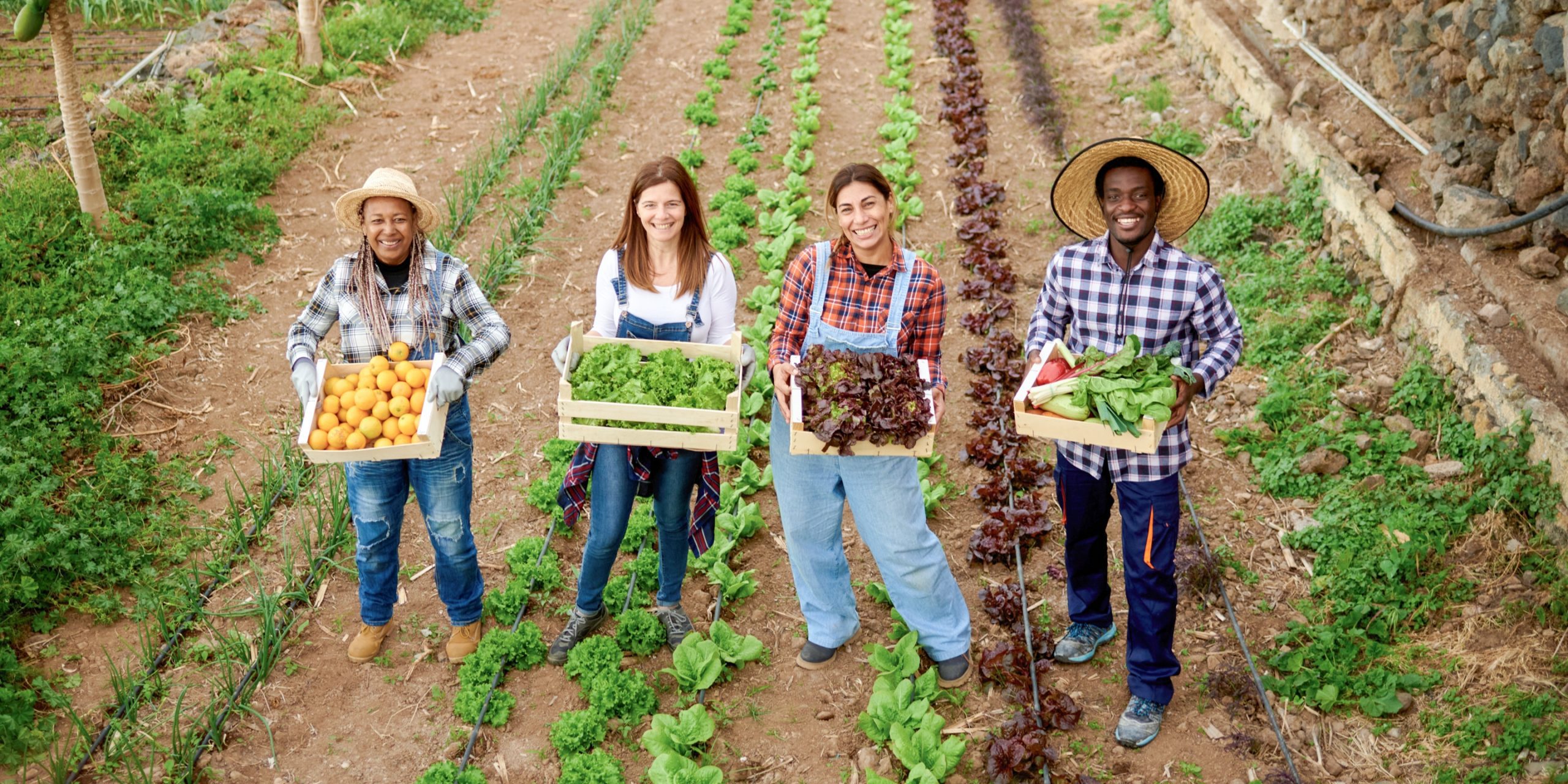 Smiling multiracial farmers with fresh vegetables in boxes on plantation