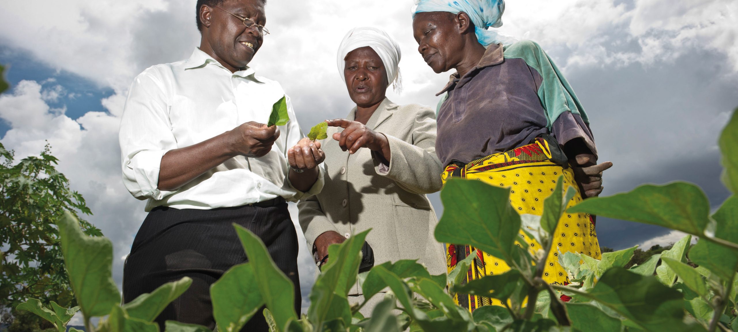 Extension advisory services