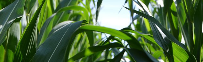 close up of maize crop in the field